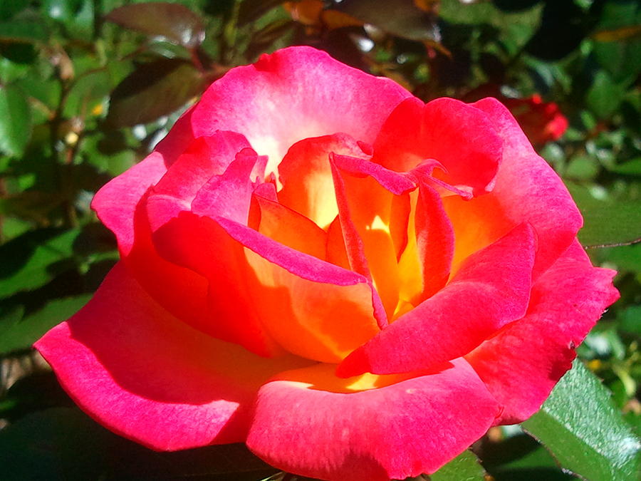 Bonsai (Bonsai Rose) seeds for planting in home garden