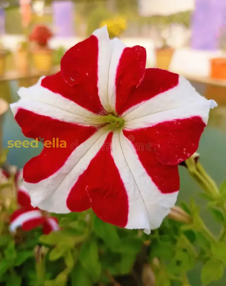 Red And White Oblique Petunia Flower Seeds For Easy Planting