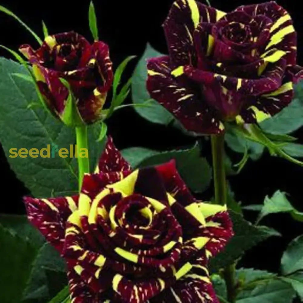 Red And Yellow Striped Rose Plant Seeds For Planting Flower