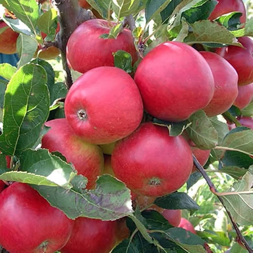 Red apple seeds for planting in home gardens