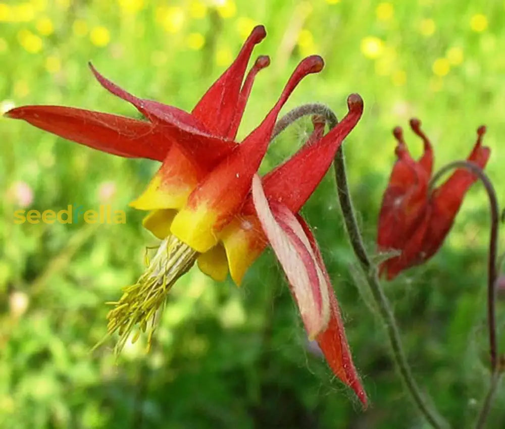 Red Aquilegia Canadensis Flower Seeds  Perfect For Spring Planting