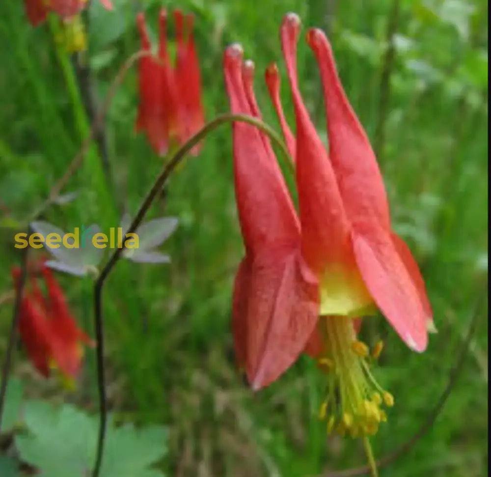 Red Aquilegia Canadensis Flower Seeds  Perfect For Spring Planting