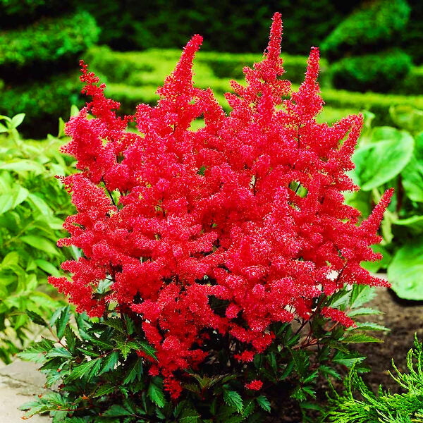 Red Astilbe Blooms – Feathery Red Flowers in Shade Gardens