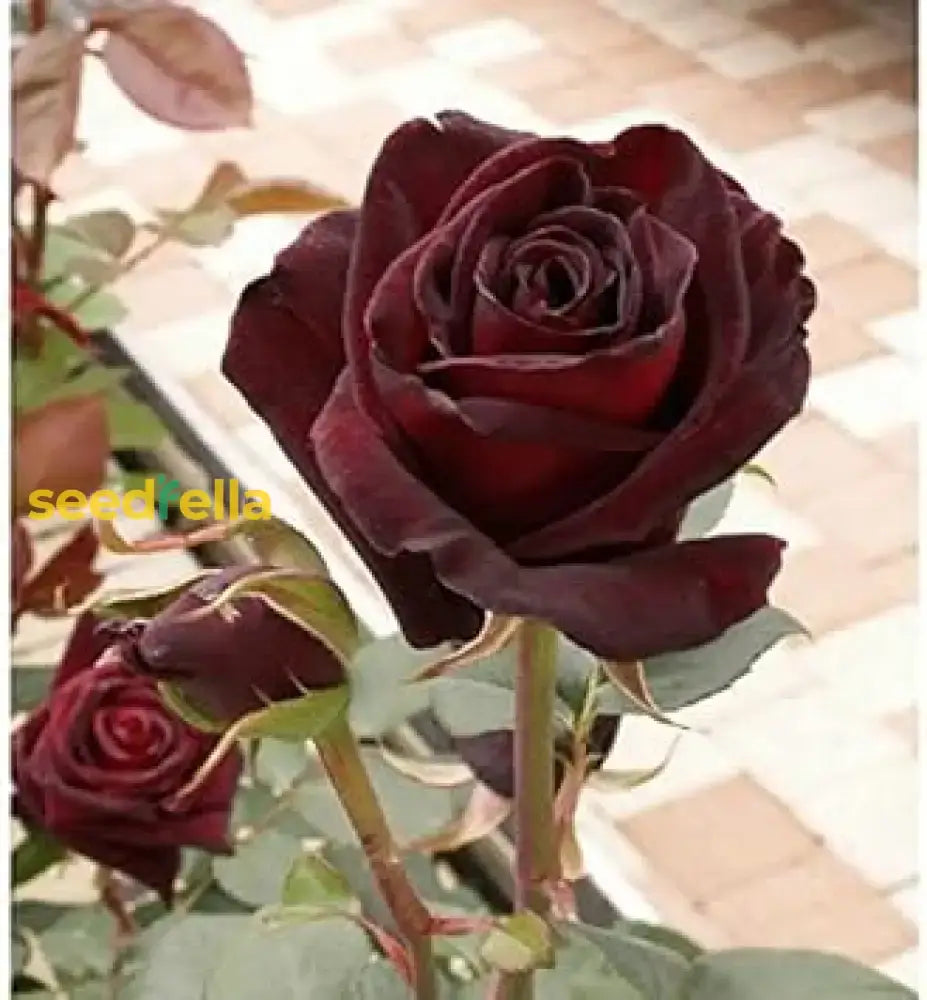 Red Baccara Rose Seeds For Planting - Velvet Blooms Premium Quality Garden Flower