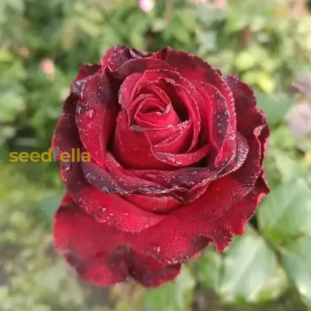 Red Baccara Rose Seeds For Planting - Velvet Blooms Premium Quality Garden Flower