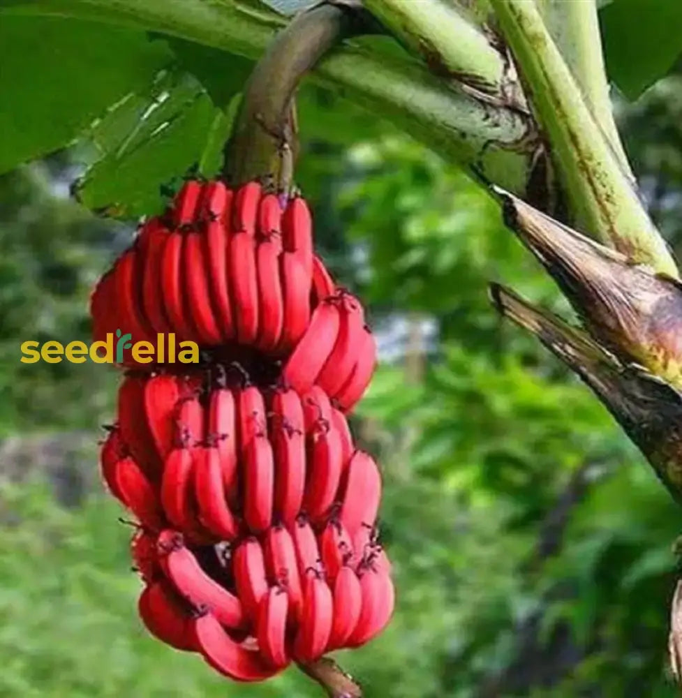 Red Banana Planting Seeds - Grow Exotic Tropical Fruit In Your Garden