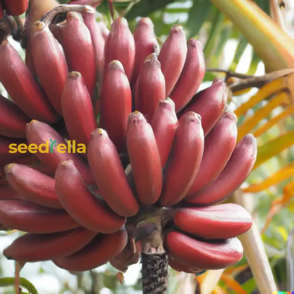 Red Banana Planting Seeds - Grow Exotic Tropical Fruit In Your Garden