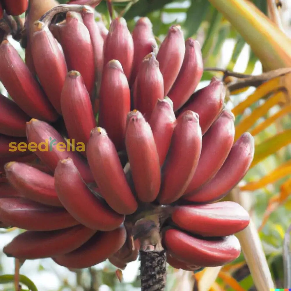 Red Banana Planting Seeds - Grow Exotic Tropical Fruit In Your Garden