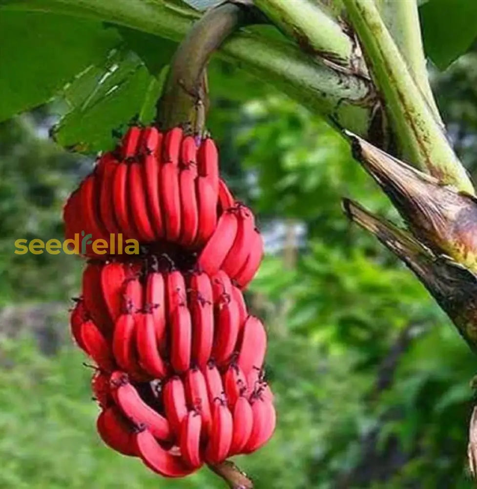 Red Banana Planting Seeds - Grow Exotic Tropical Fruit In Your Garden