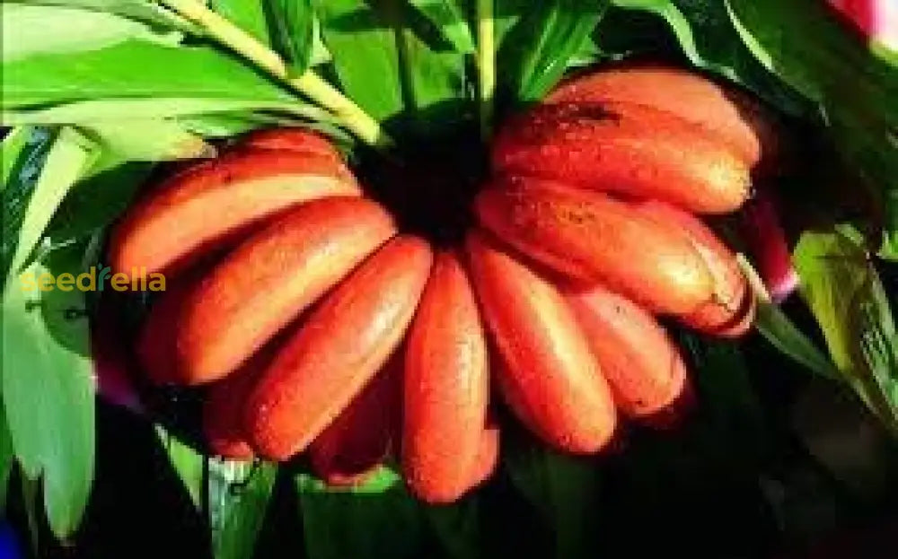 Red Banana Seeds for Planting Tropical Banana Plants