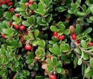 Bright red Bearberry fruits on evergreen foliage