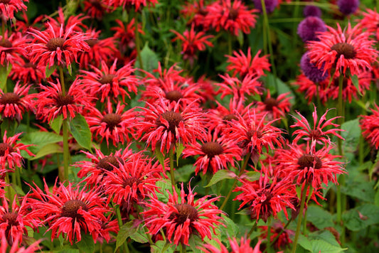 Panorama Red Bee Balm Monarda Didyma Non-GMO Seeds for Planting