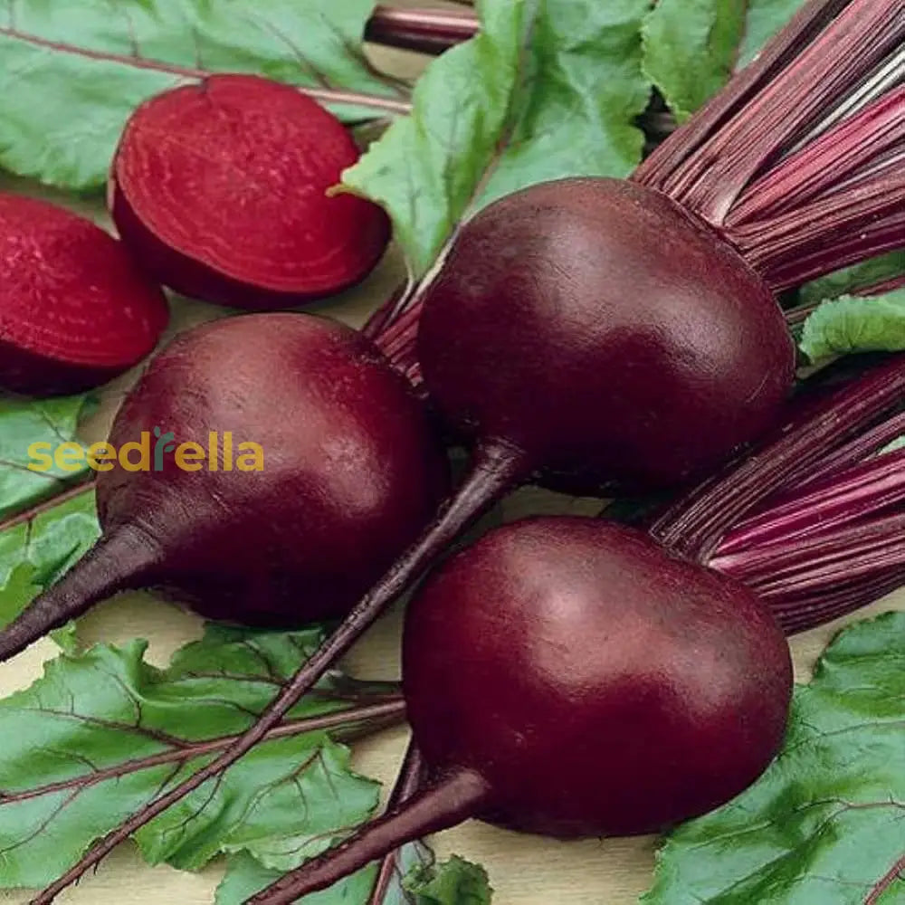 Red Beetroot ornamental rounded root structure