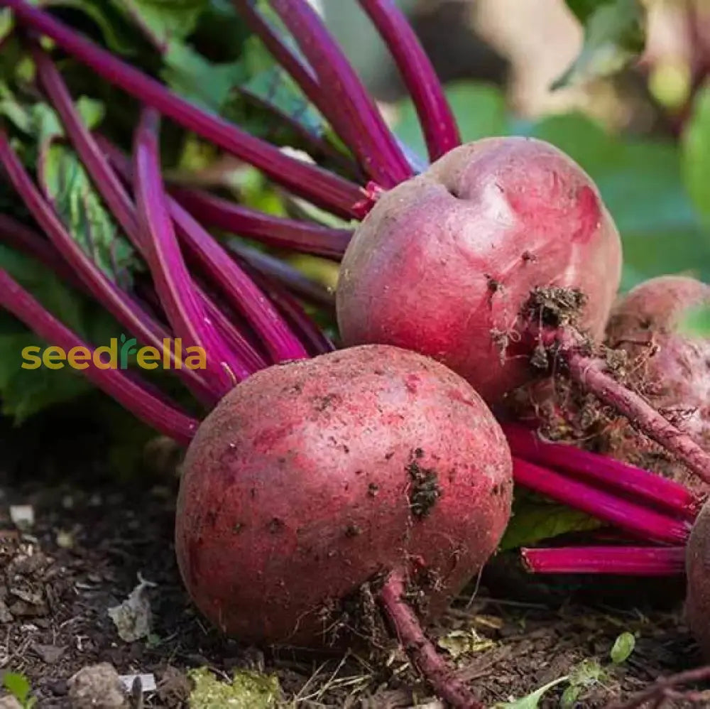 Red Beetroot seeds Beta vulgaris ornamental plant