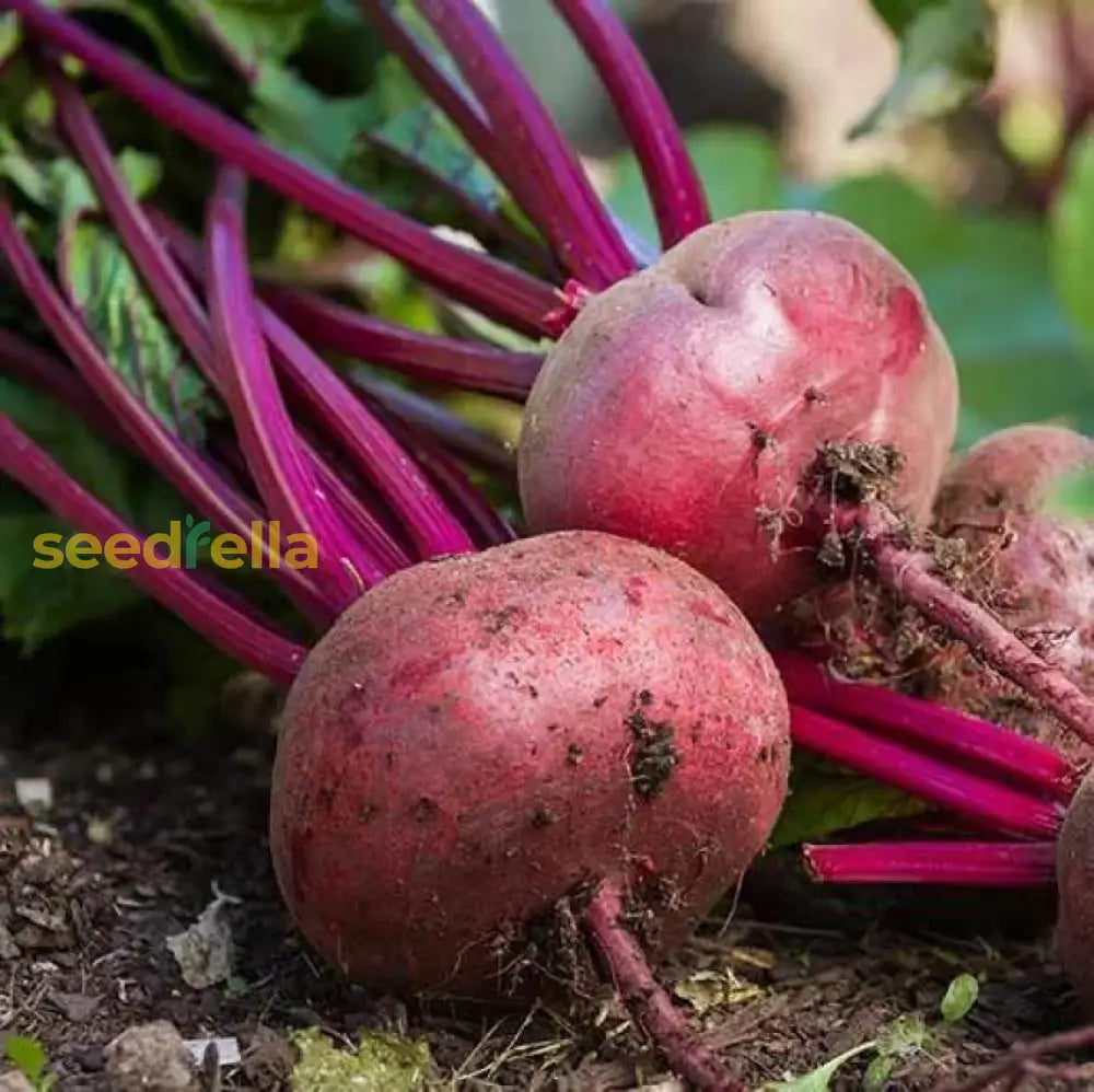 Red Beetroot Seeds - Perfect For Planting Vegetable Seeds