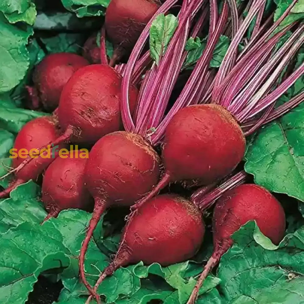 Red Beetroot seeds for planting