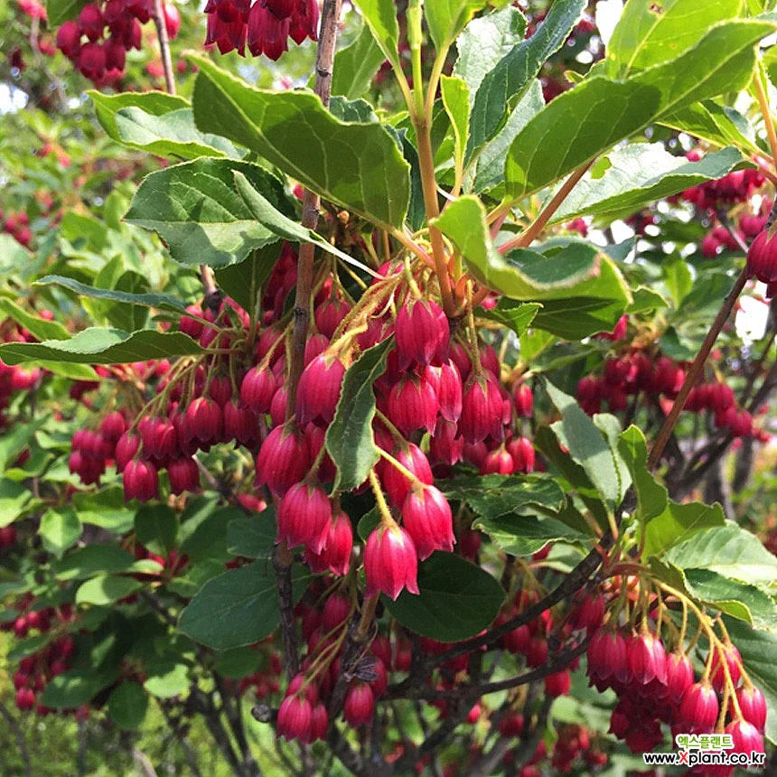 Red Bell Orchid Flower Seeds for Planting and Gardening