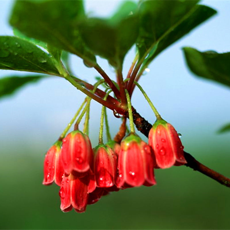 Red Bell Orchid Flower Seeds Planting and Growing Guide