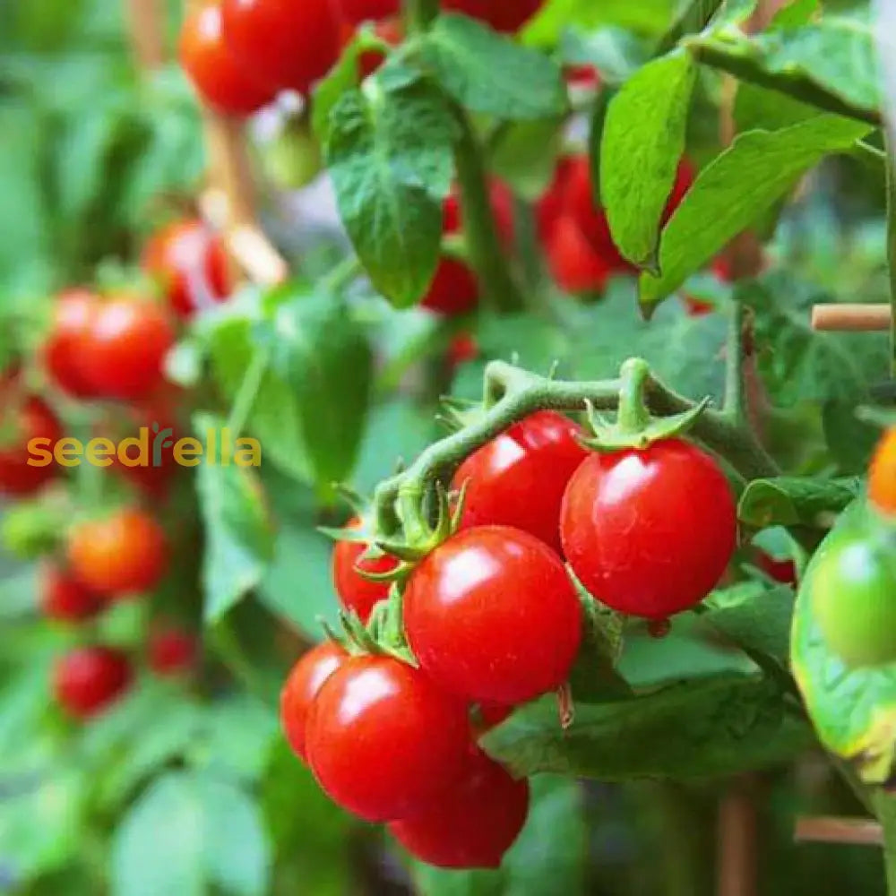 Red Bell Tomato Vegetable Seeds  Perfect For Home Growing Seeds