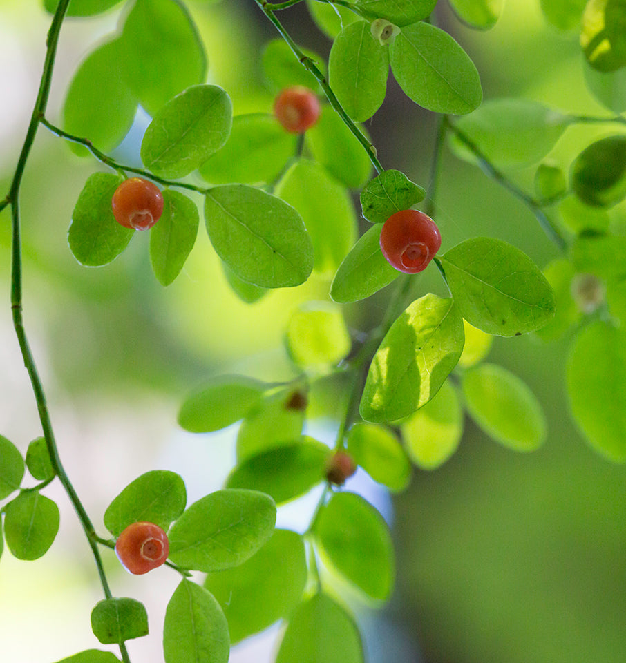 Red Bilberry Seeds – Non-GMO Vaccinium parvifolium Edible Berry Bush