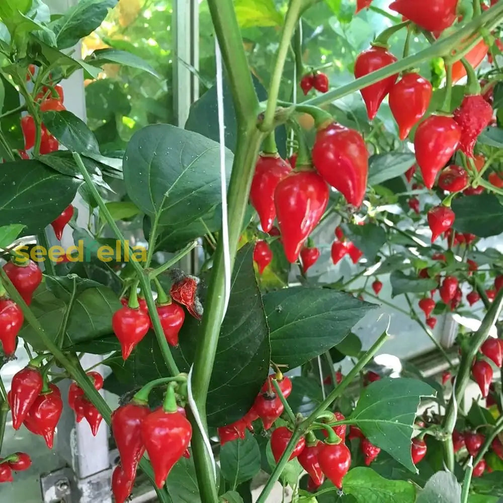 Red Biquinho pepper seeds for planting
