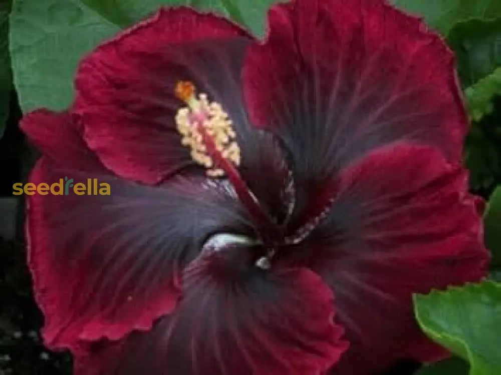 Red Black Hibiscus Seeds For Exotic Garden Flowers - Ideal Indoor And Outdoor Planting Flower