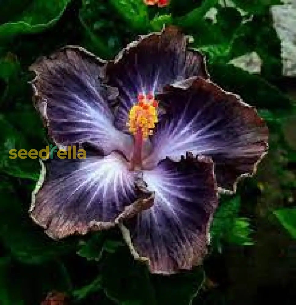 Red Black Hibiscus Seeds For Exotic Garden Flowers - Ideal Indoor And Outdoor Planting Flower