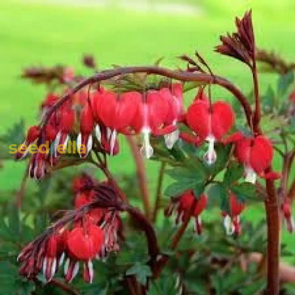 Red Bleeding Heart Planting Seeds  Perennial Flower For Spring & Fall