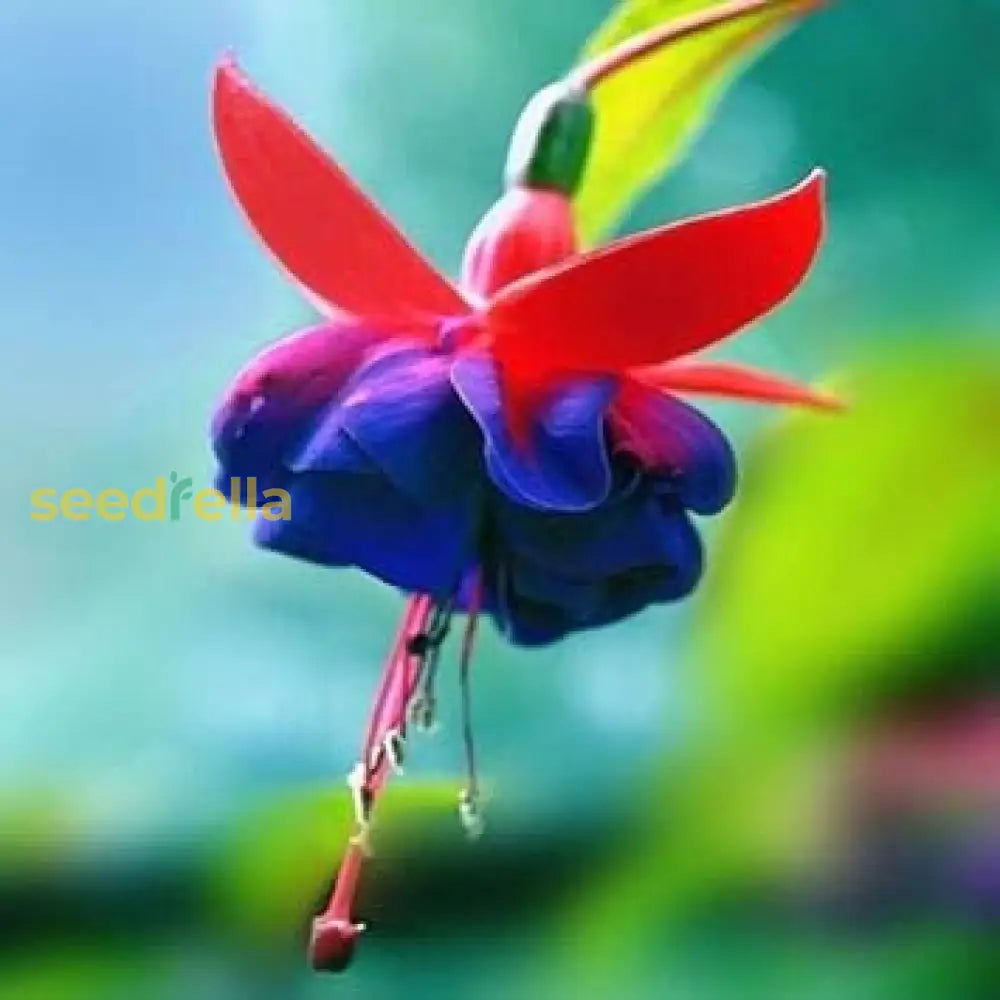 Red Blue Fuchsia Seeds For Planting - Cultivate Vibrant Flowers