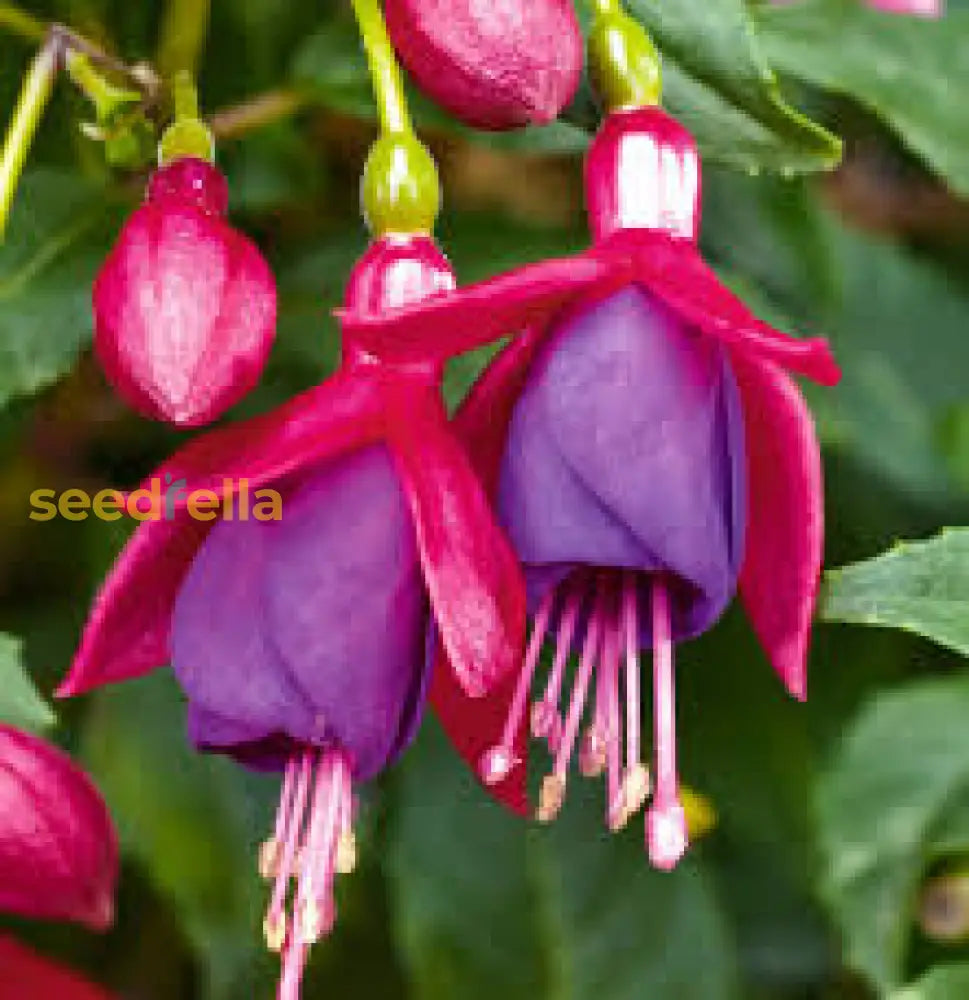 Red Blue Fuchsia Seeds For Planting - Cultivate Vibrant Flowers