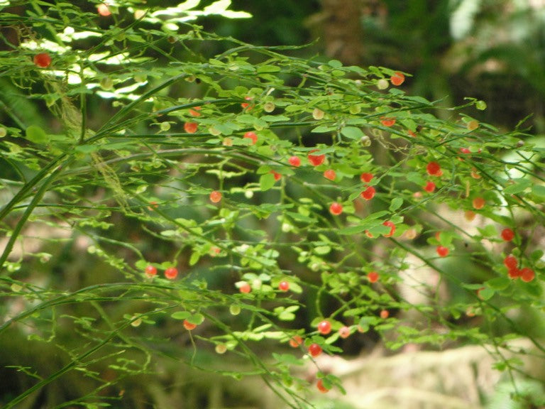 Red Blueberry Seeds – Vaccinium parvifolium Non-GMO Fruit Shrub