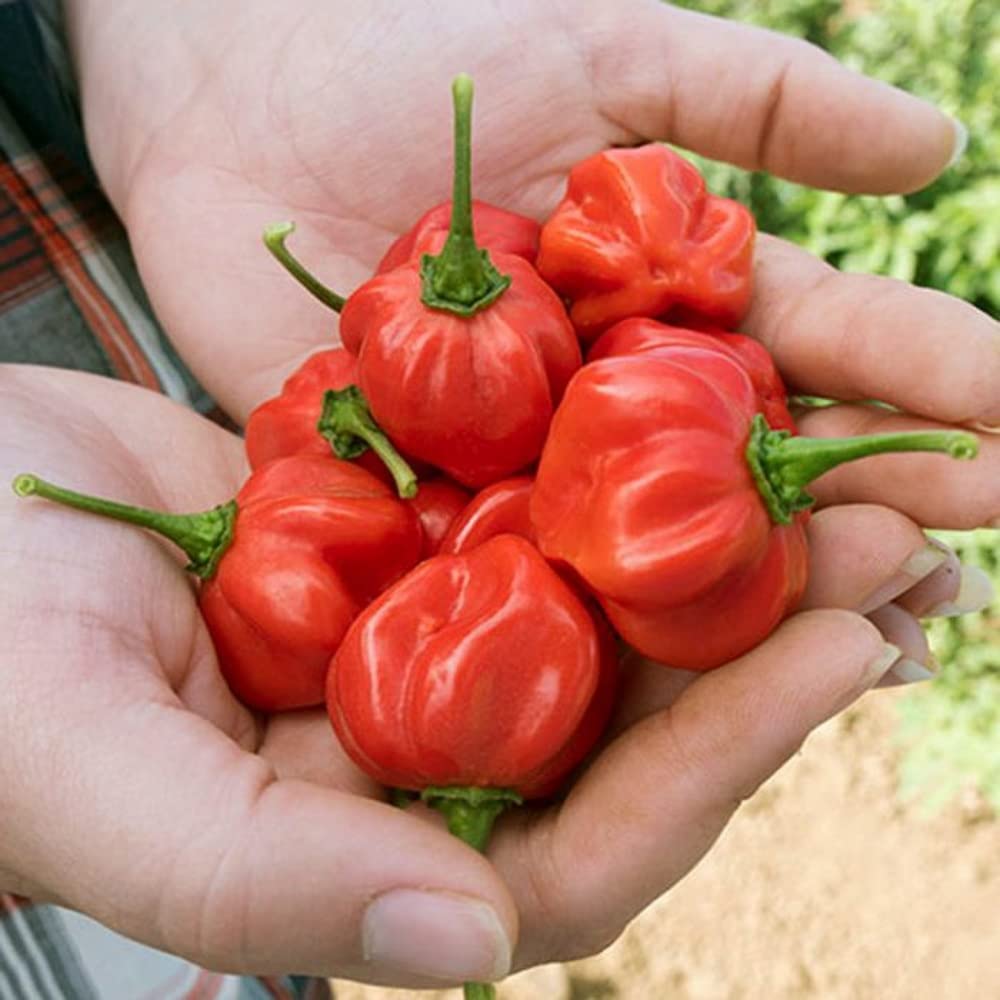 Red Bonnet pepper plants growing in a garden