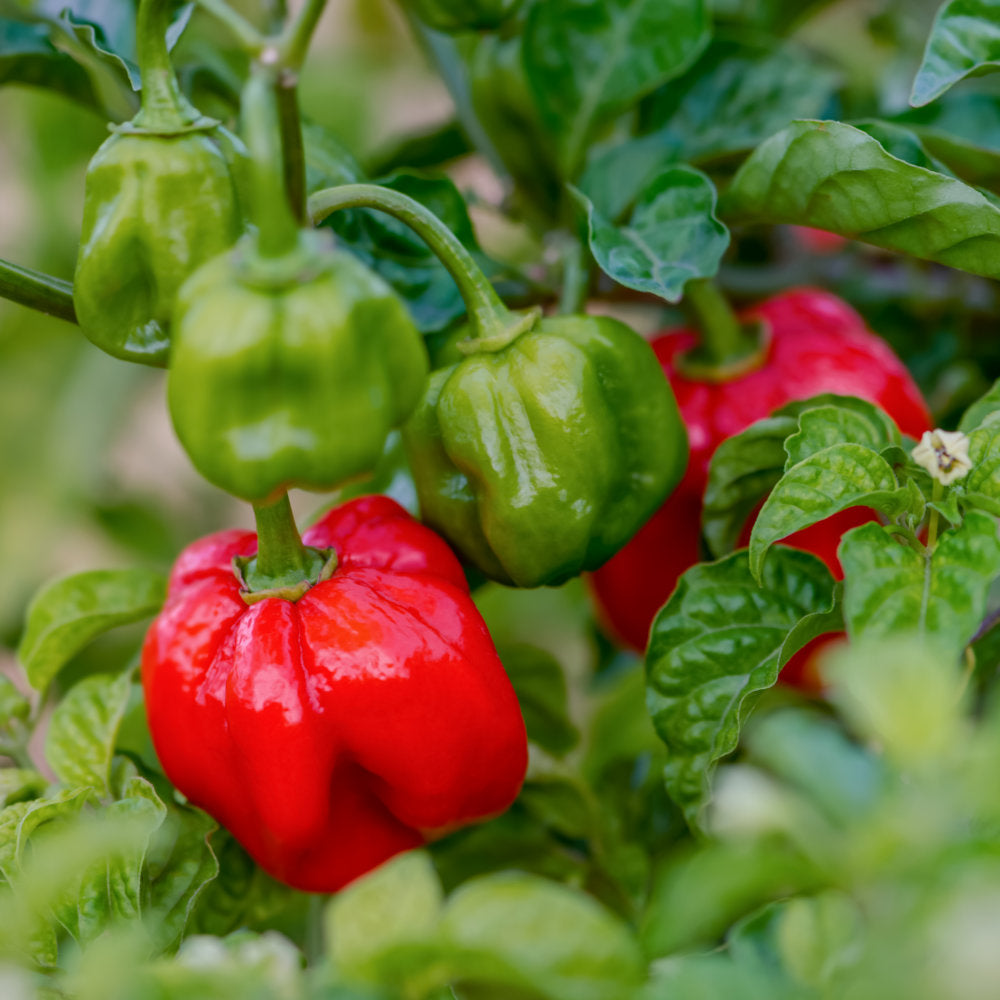 Red Bonnet pepper seeds for planting