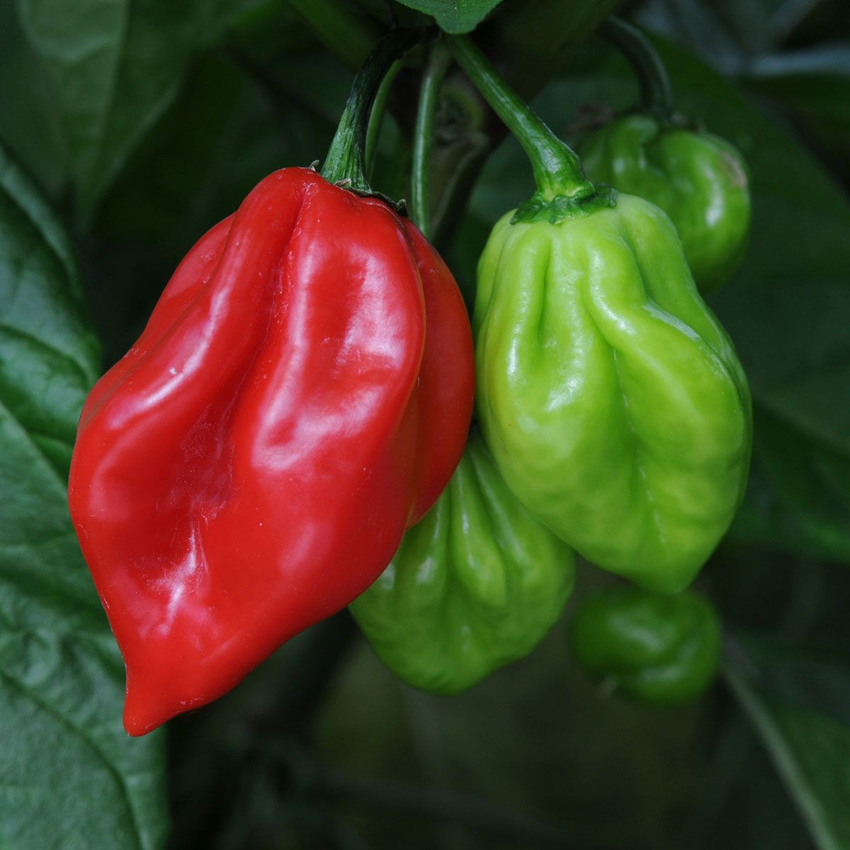 Red Bonnet peppers ripening on the plant