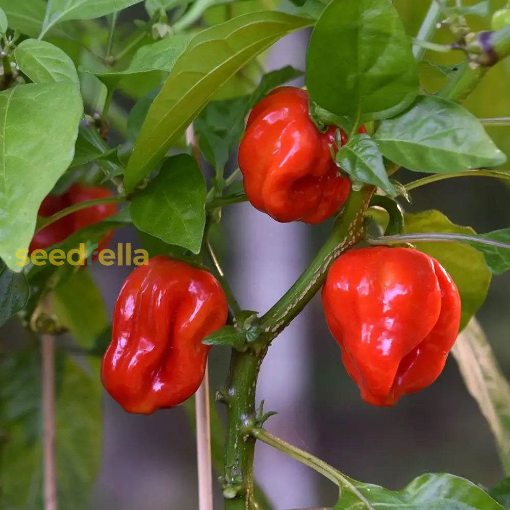 Red Bonnet plants thriving in a raised garden bed