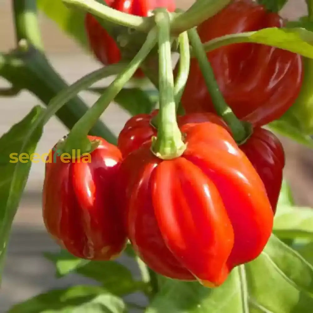Non-GMO Red Bonnet seeds for planting in home gardens
