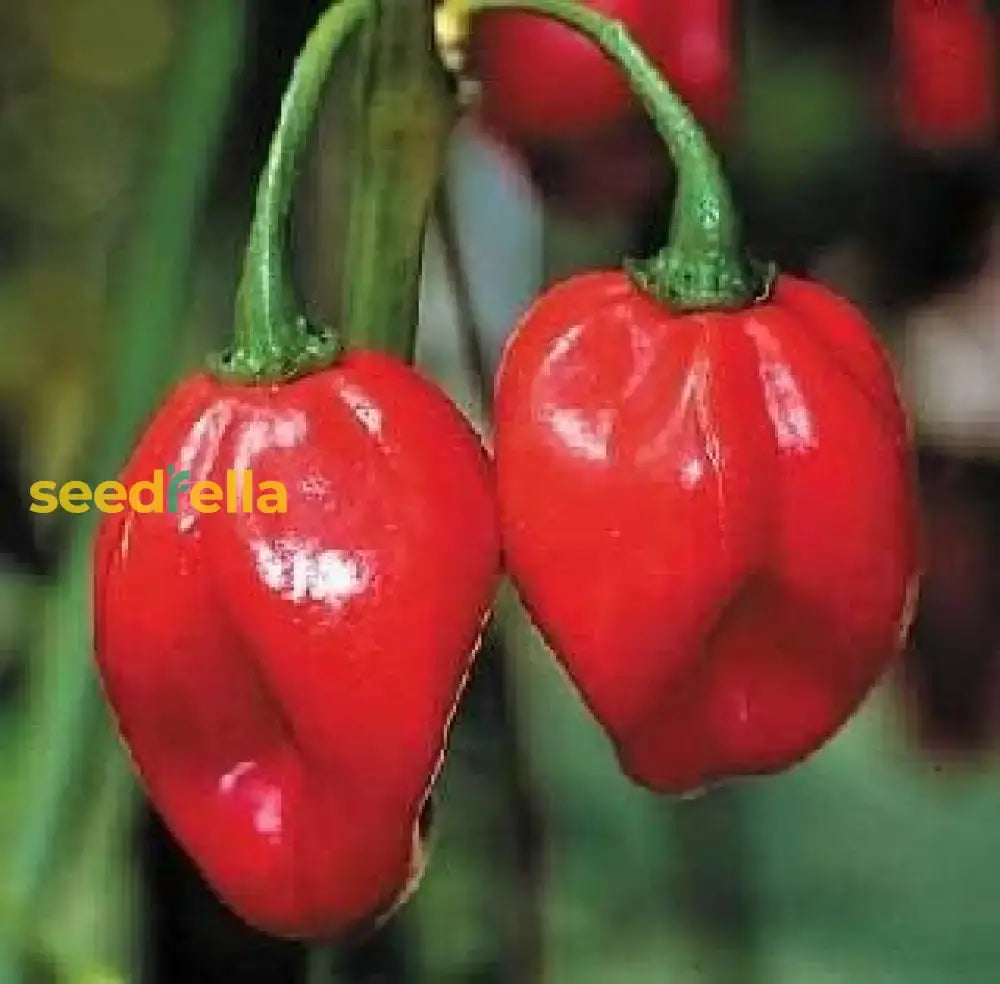 Red Bonnet Vegetable Seeds For Easy Planting Seeds