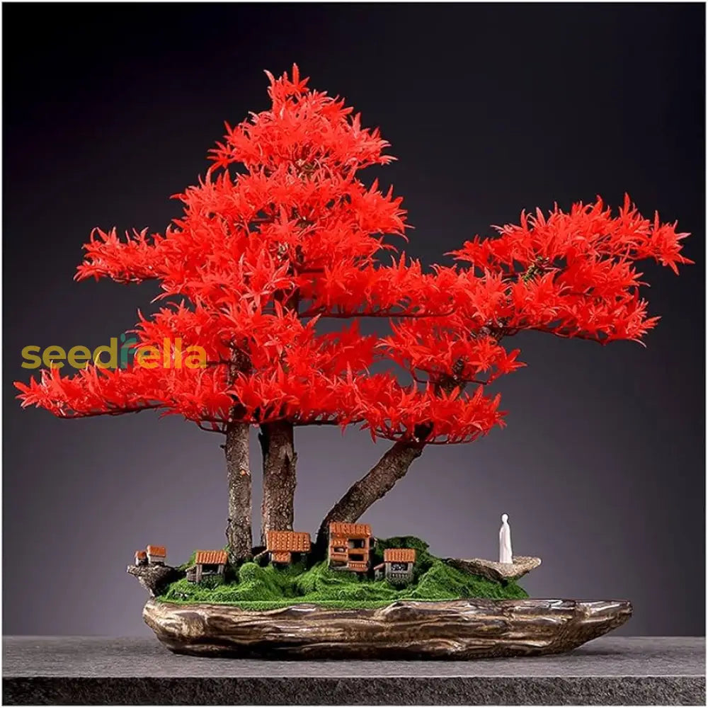 Red Bonsai Flower Seeds For Planting  Tips Successful Growth