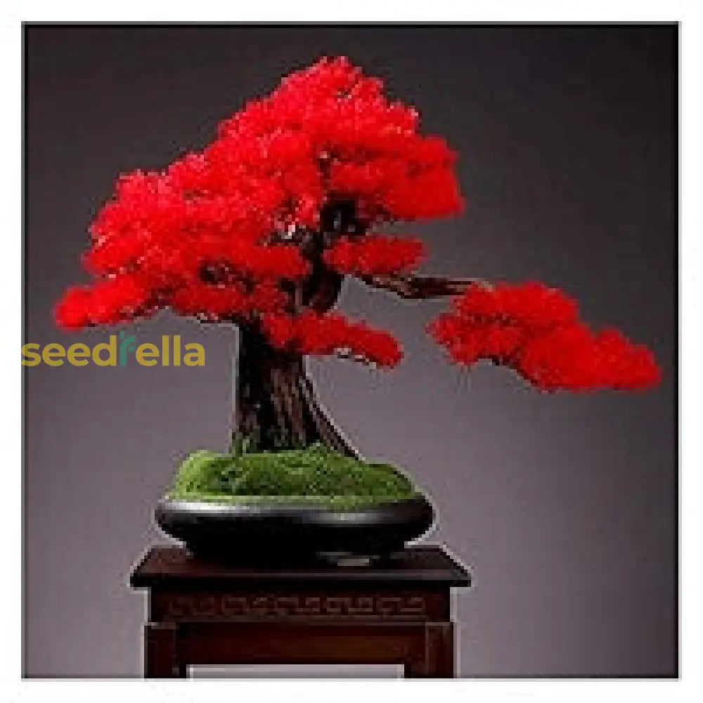 Red Bonsai Flower Seeds For Planting  Tips Successful Growth