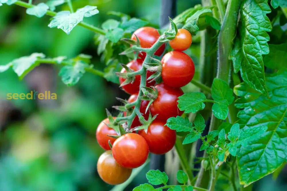 Red Bonsai tomato plants growing in containers