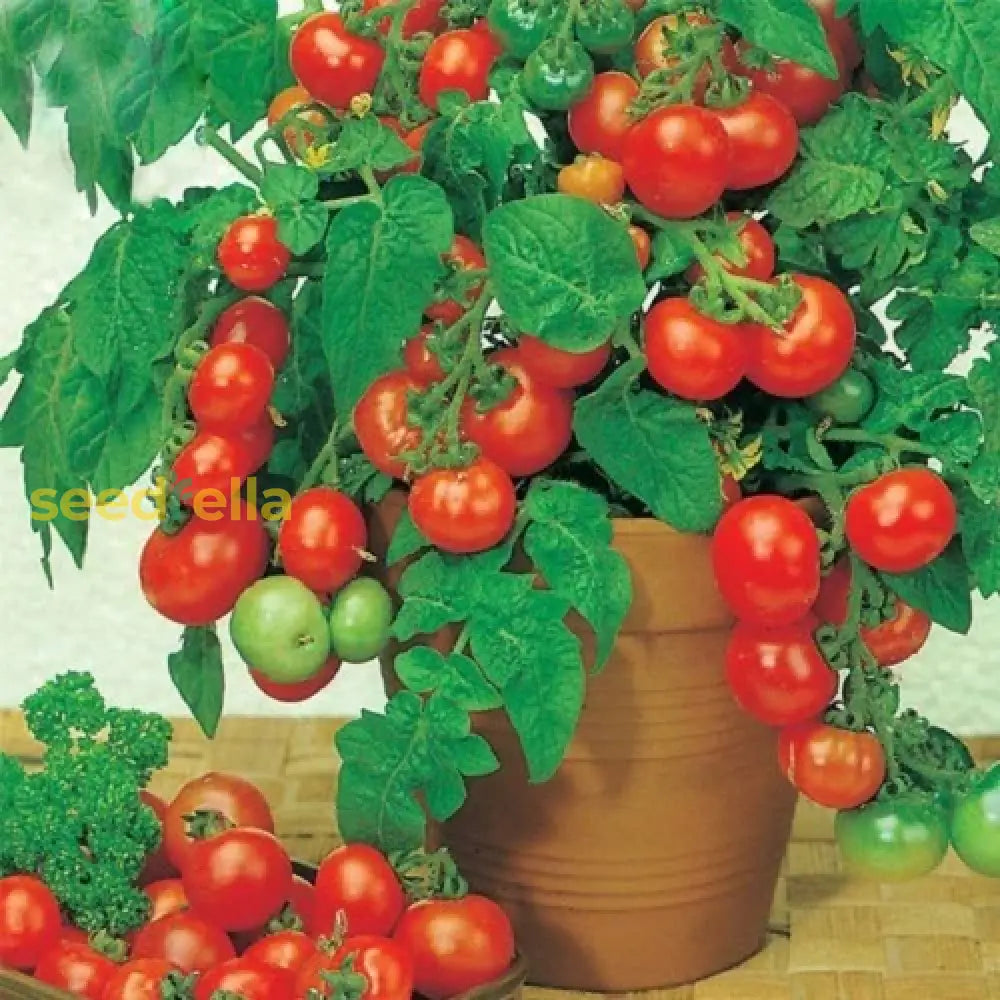 High quality Red Bonsai tomato seeds closeup