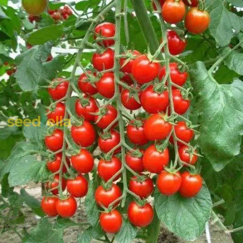 Red Bonsai tomato seeds for planting non GMO
