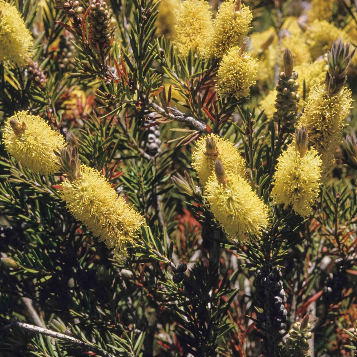 Close-up of red bottlebrush-like flowers