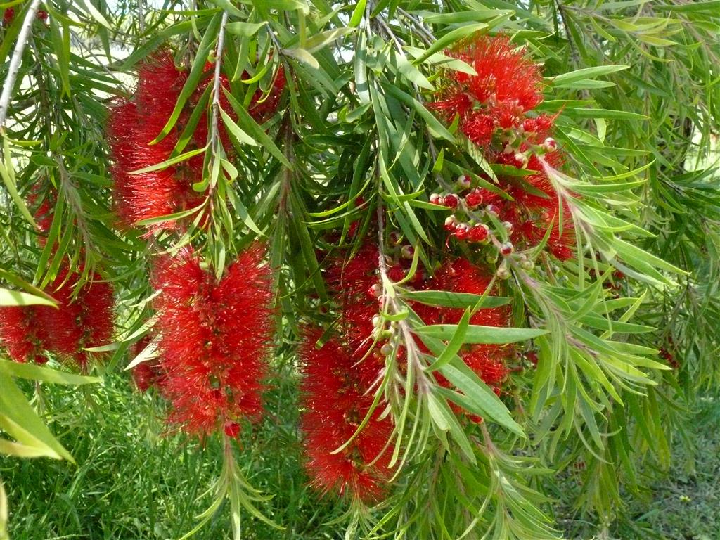 Bright Red Bottlebrush Flowers for ornamental gardens