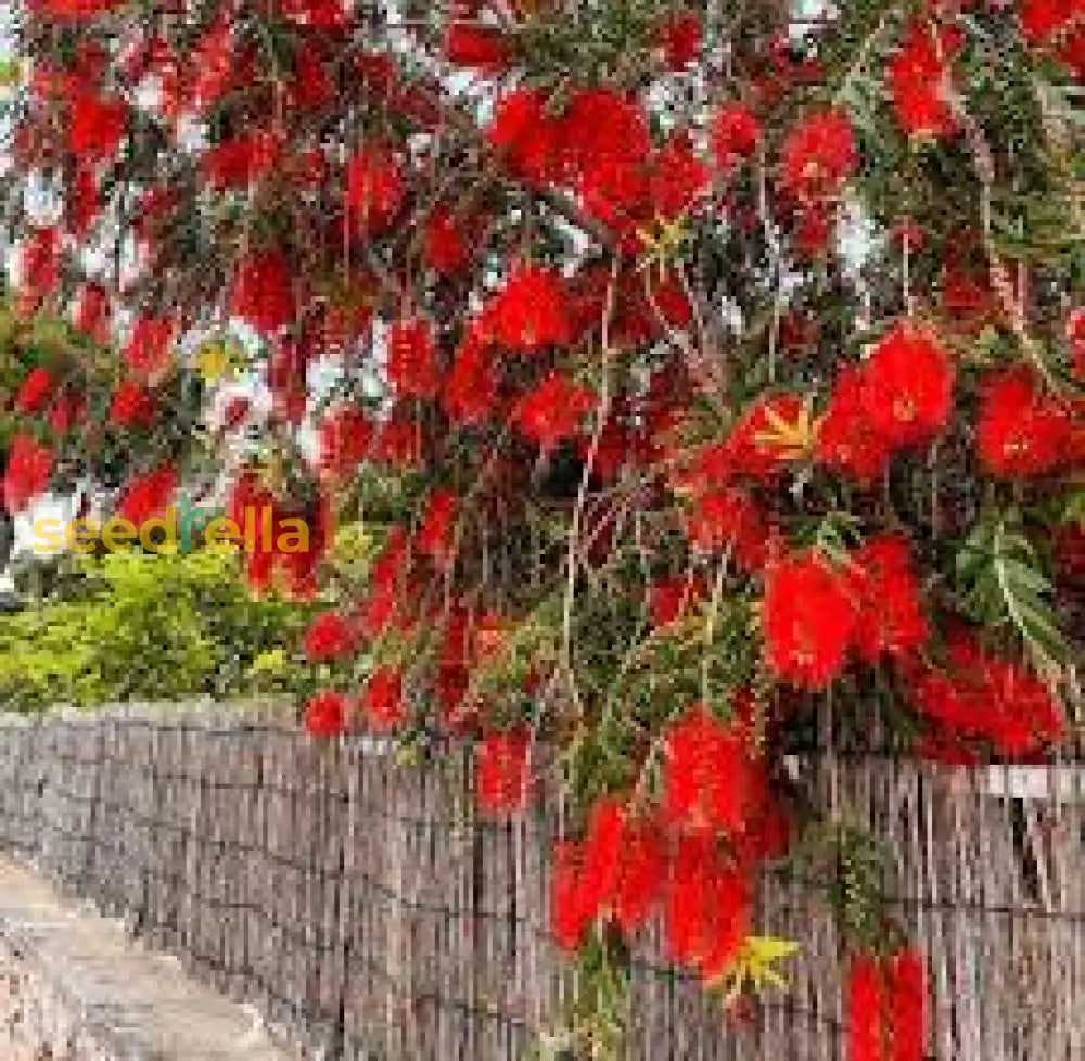 Red Bottlebrush Tree Seeds For Planting  Add Vibrant Color To Your Garden Flower