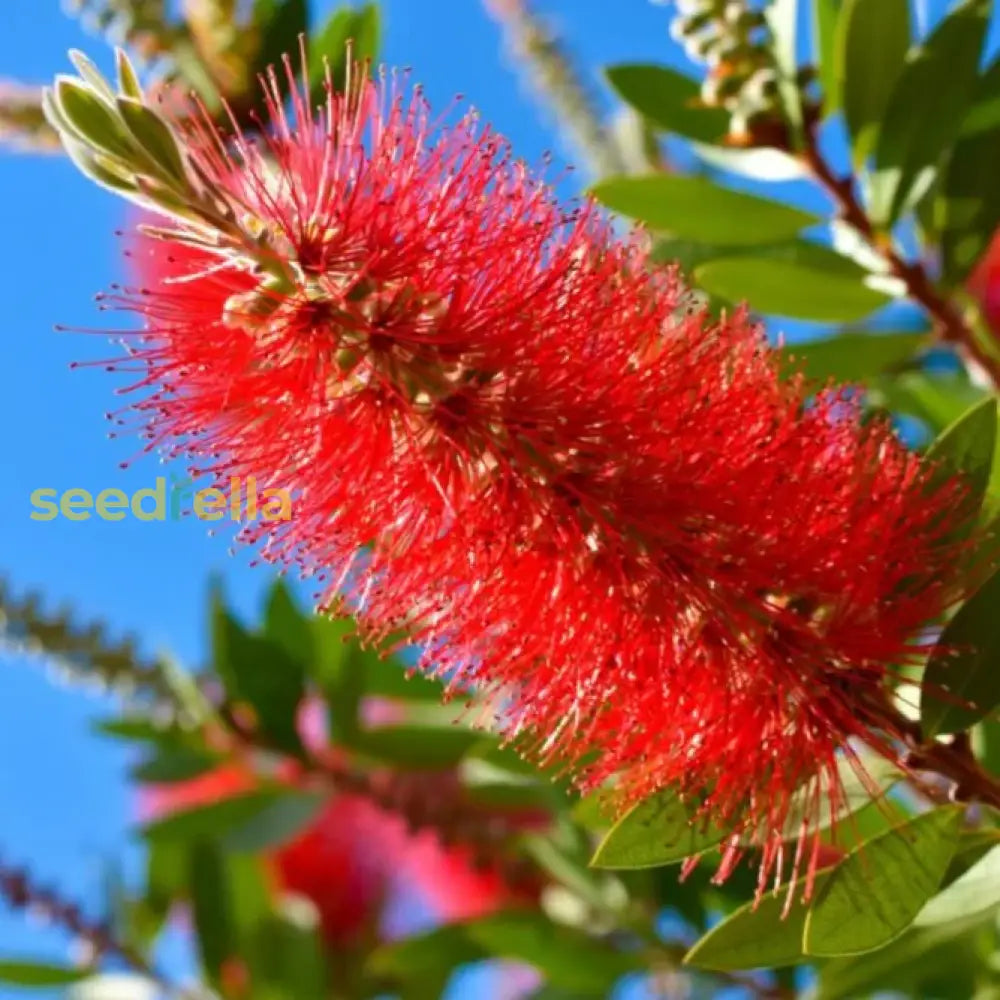 Red Bottlebrush Tree Seeds For Planting  Add Vibrant Color To Your Garden Flower