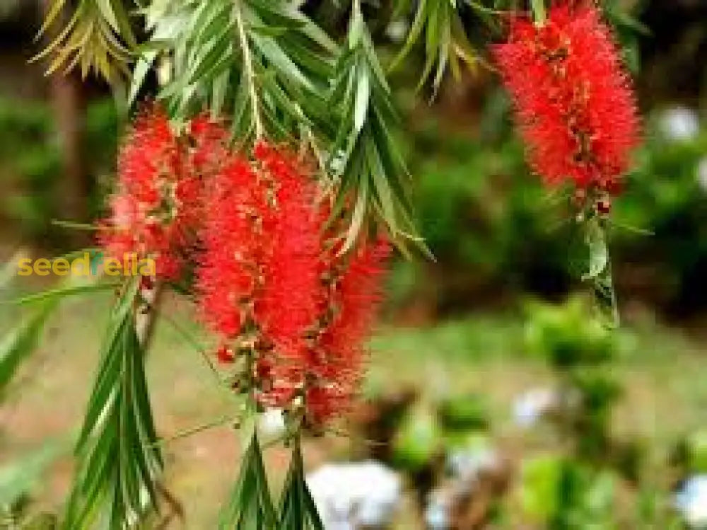 Red Bottlebrush Tree Seeds For Planting - Vibrant And Hardy Flowering Trees Flower