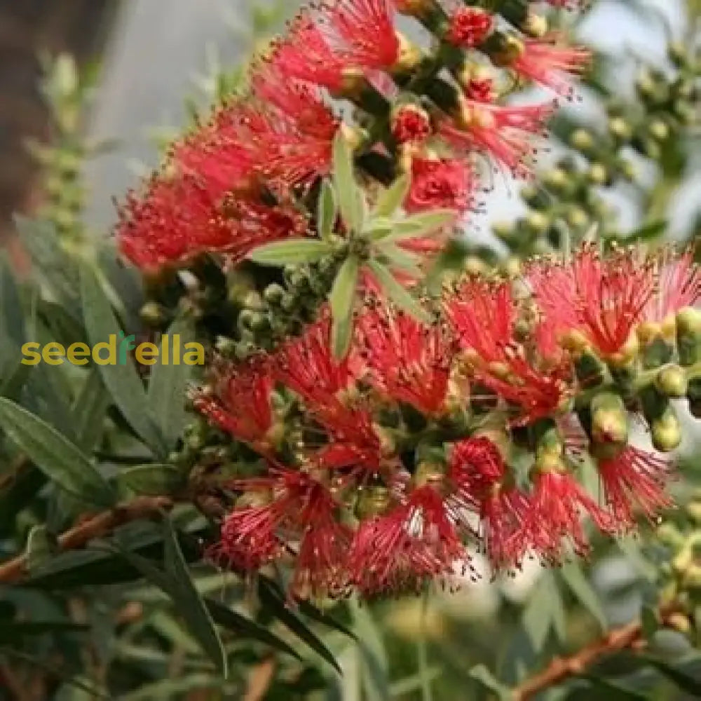 Red Bottlebrush Tree Seeds For Planting - Vibrant And Hardy Flowering Trees Flower