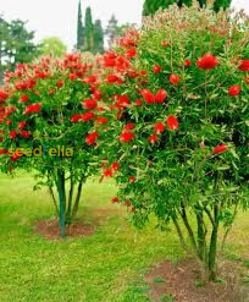 Red Bottlebrush Tree Seeds For Planting - Vibrant And Hardy Flowering Trees Flower