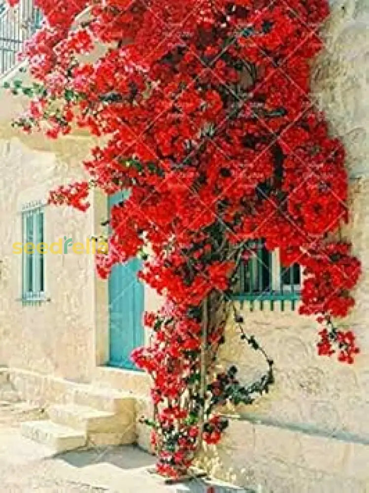 Red Bougainvillea Flower Seeds For Planting